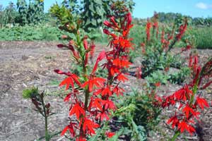 Compost Research | Appleton, WI