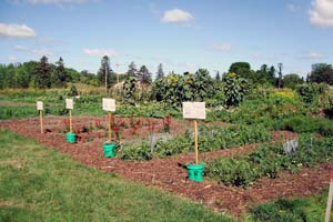 community garden